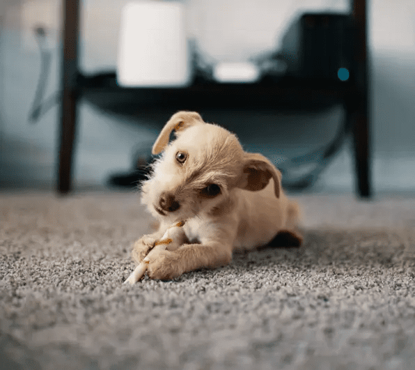 A puppy is laying on the floor chewing on something.