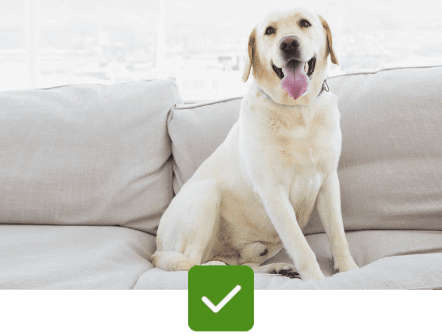 A dog sitting on top of a couch.