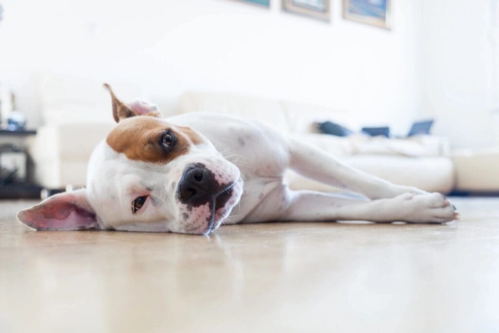 A dog laying on the floor with its mouth open.